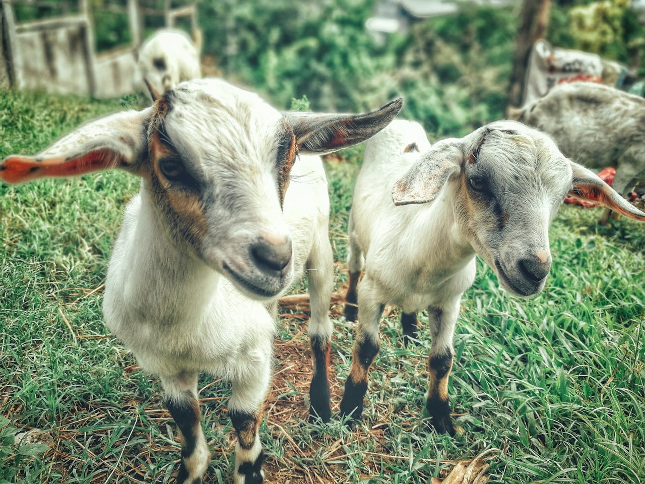 Goat farming in Jamaica